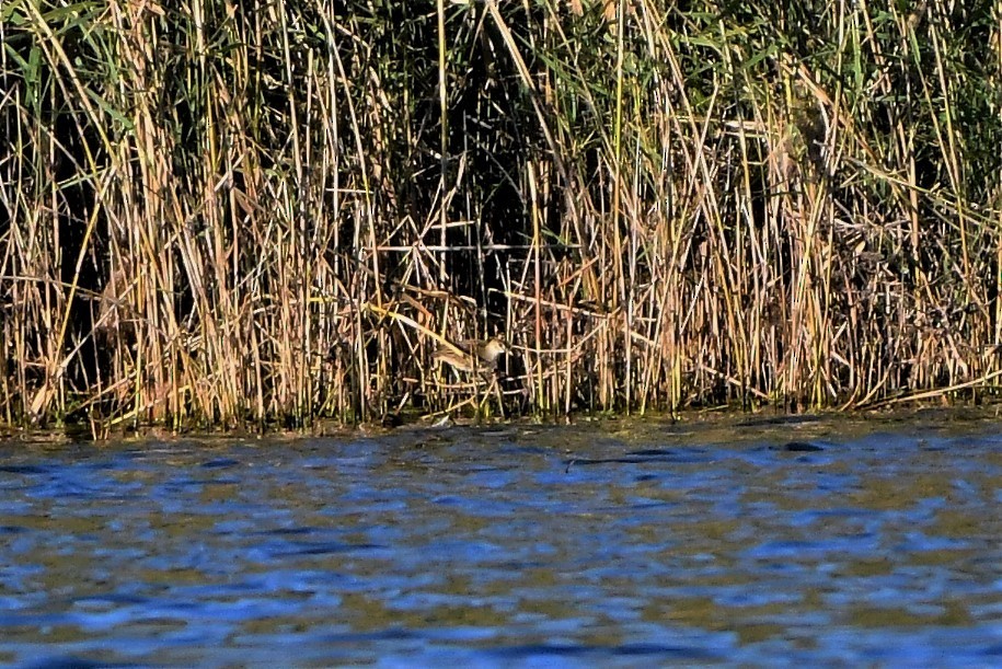 White-browed Crake - ML256806551