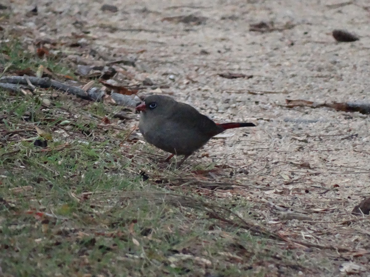 Beautiful Firetail - ML25680761