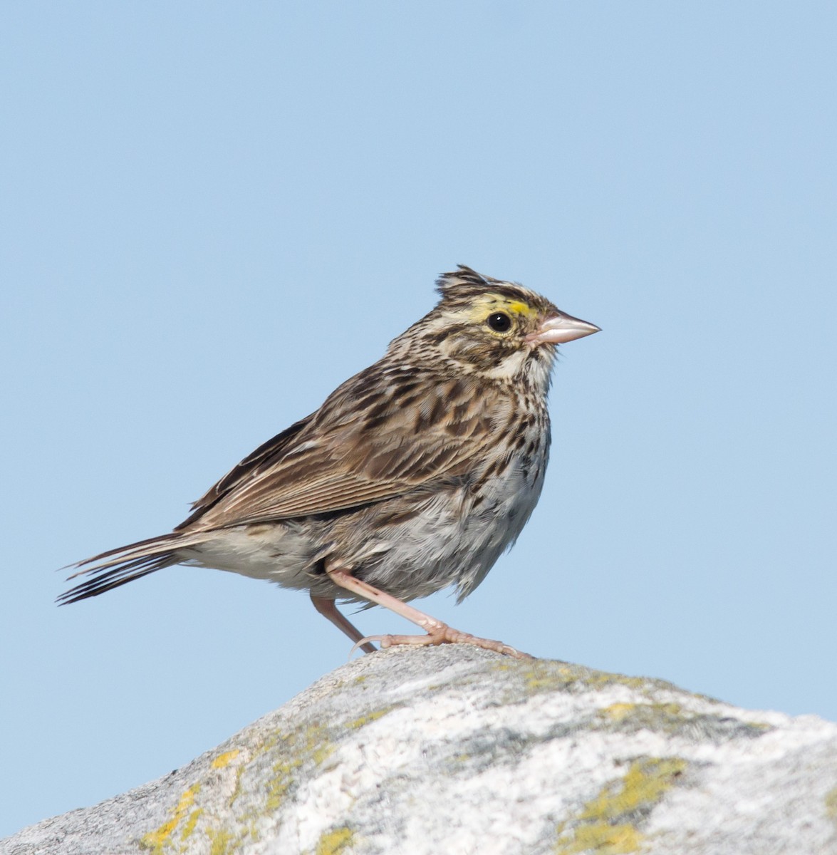 Savannah Sparrow - ML256808341