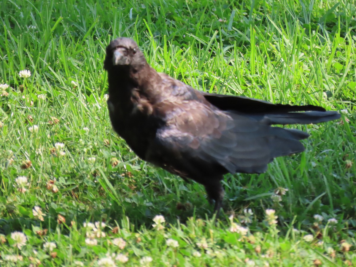 crow/raven sp. - Donna Bray