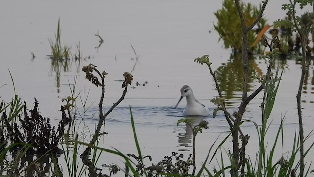 Wilson's Phalarope - ML256808761