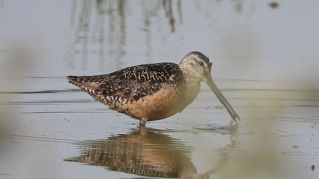 Long-billed Dowitcher - ML256808921