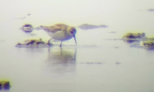 Western Sandpiper - ML256809311