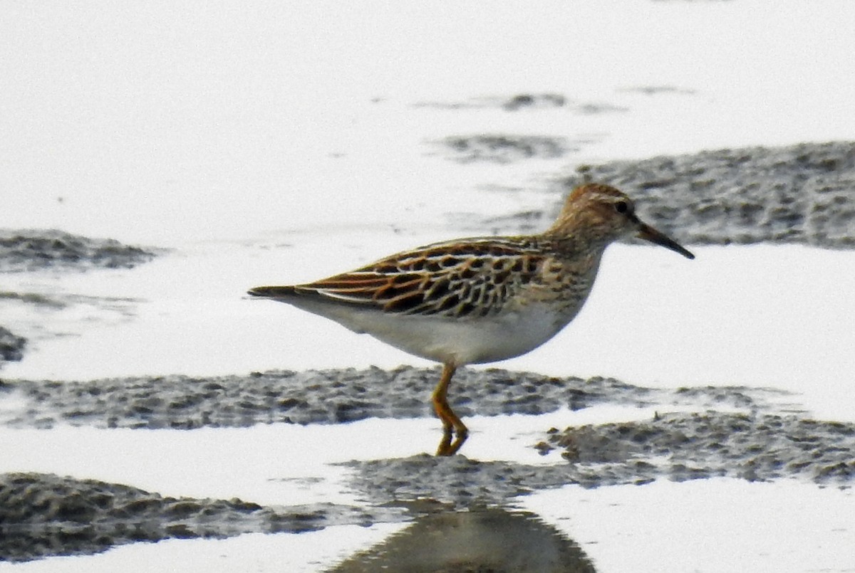 Pectoral Sandpiper - ML256810151