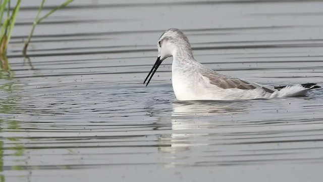 Falaropo Tricolor - ML256810821