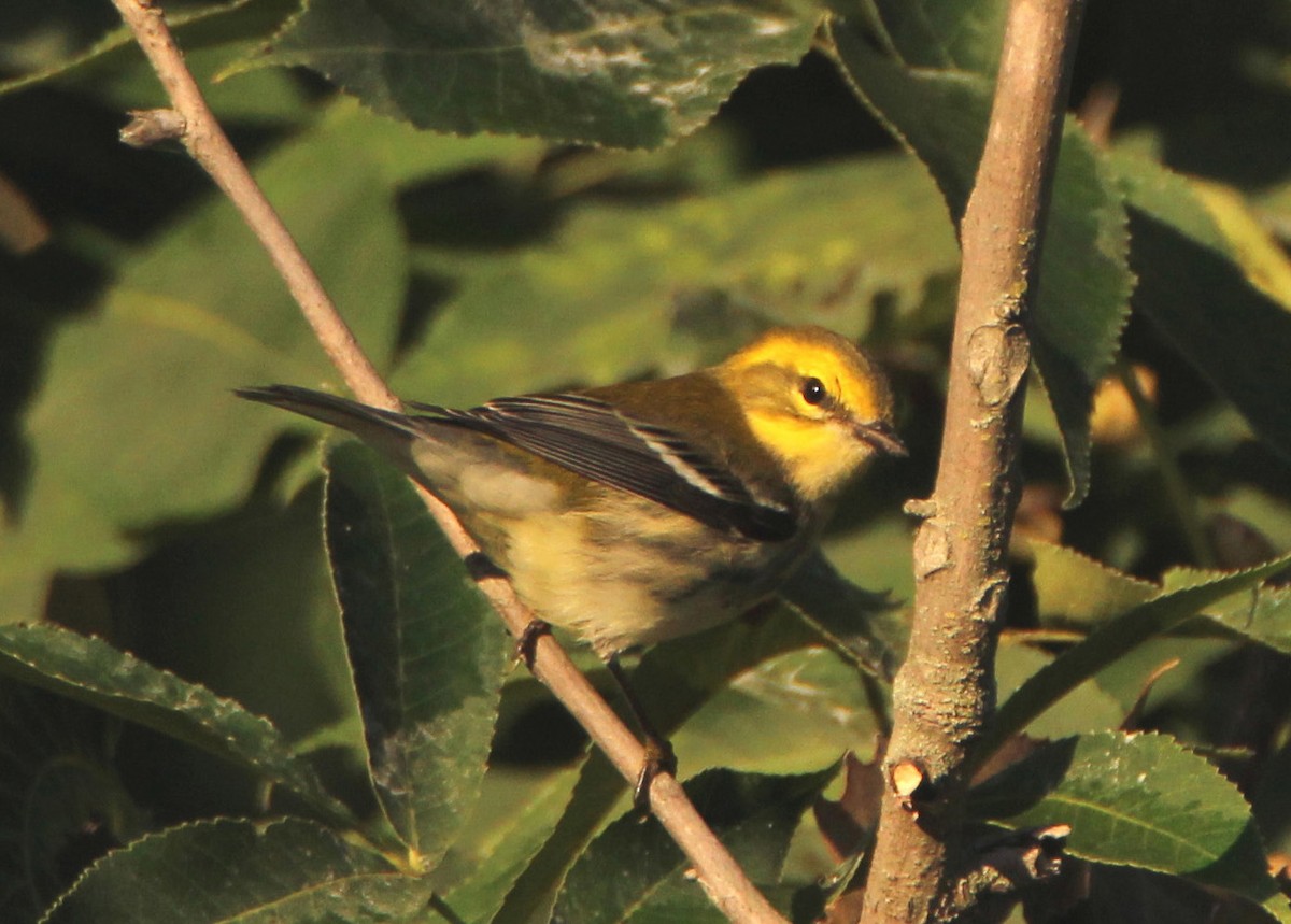 Black-throated Green Warbler - ML256811221