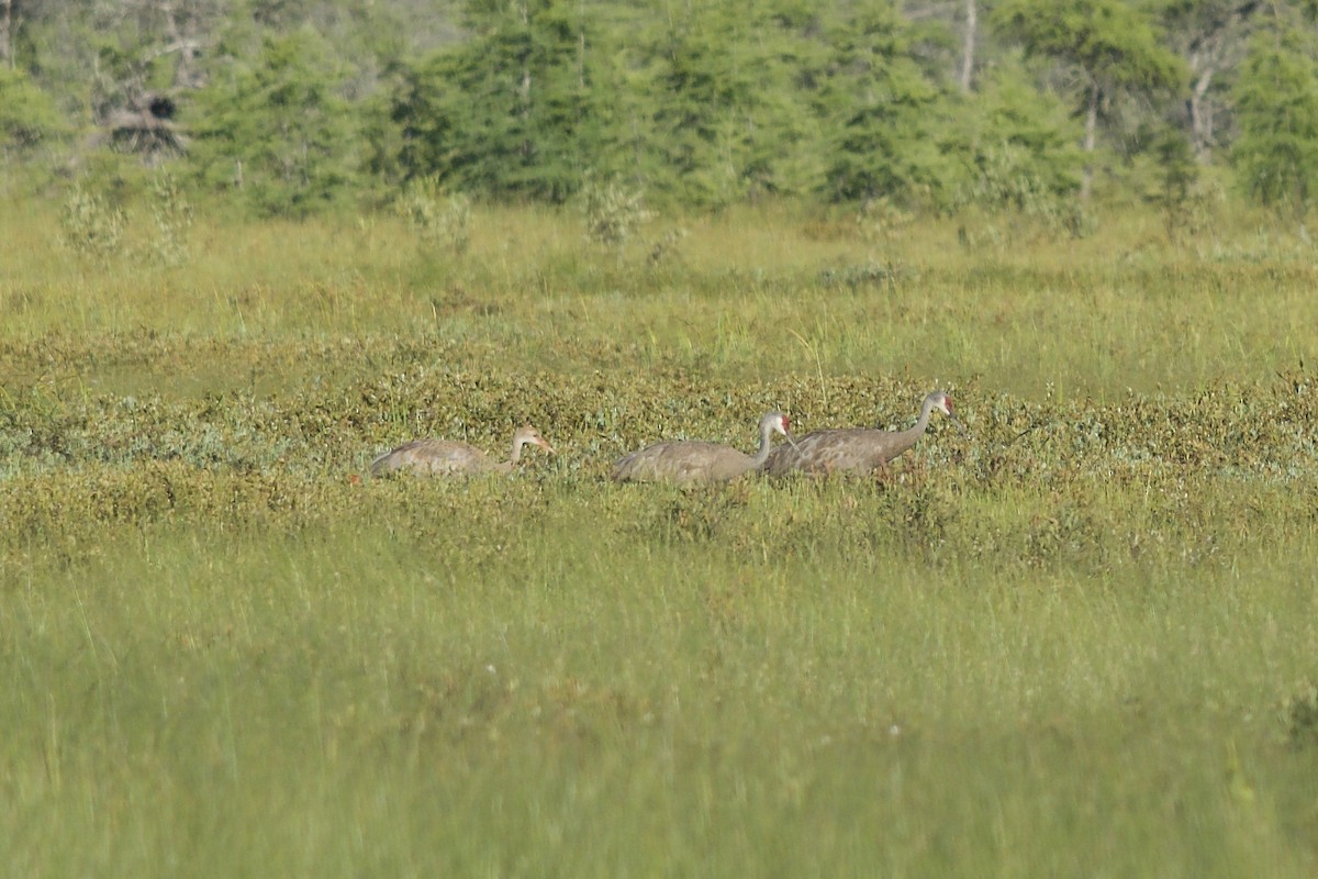 Sandhill Crane - Levi Burford