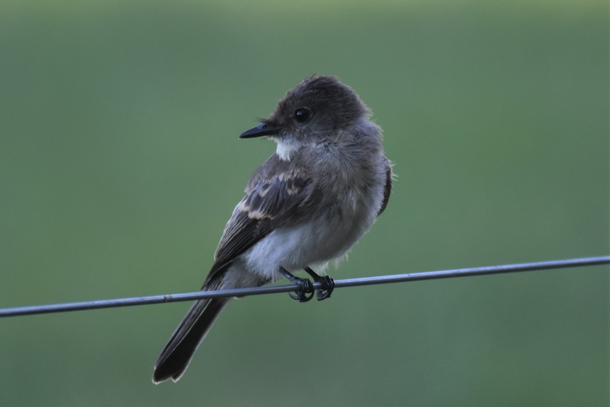 Eastern Phoebe - ML256811951