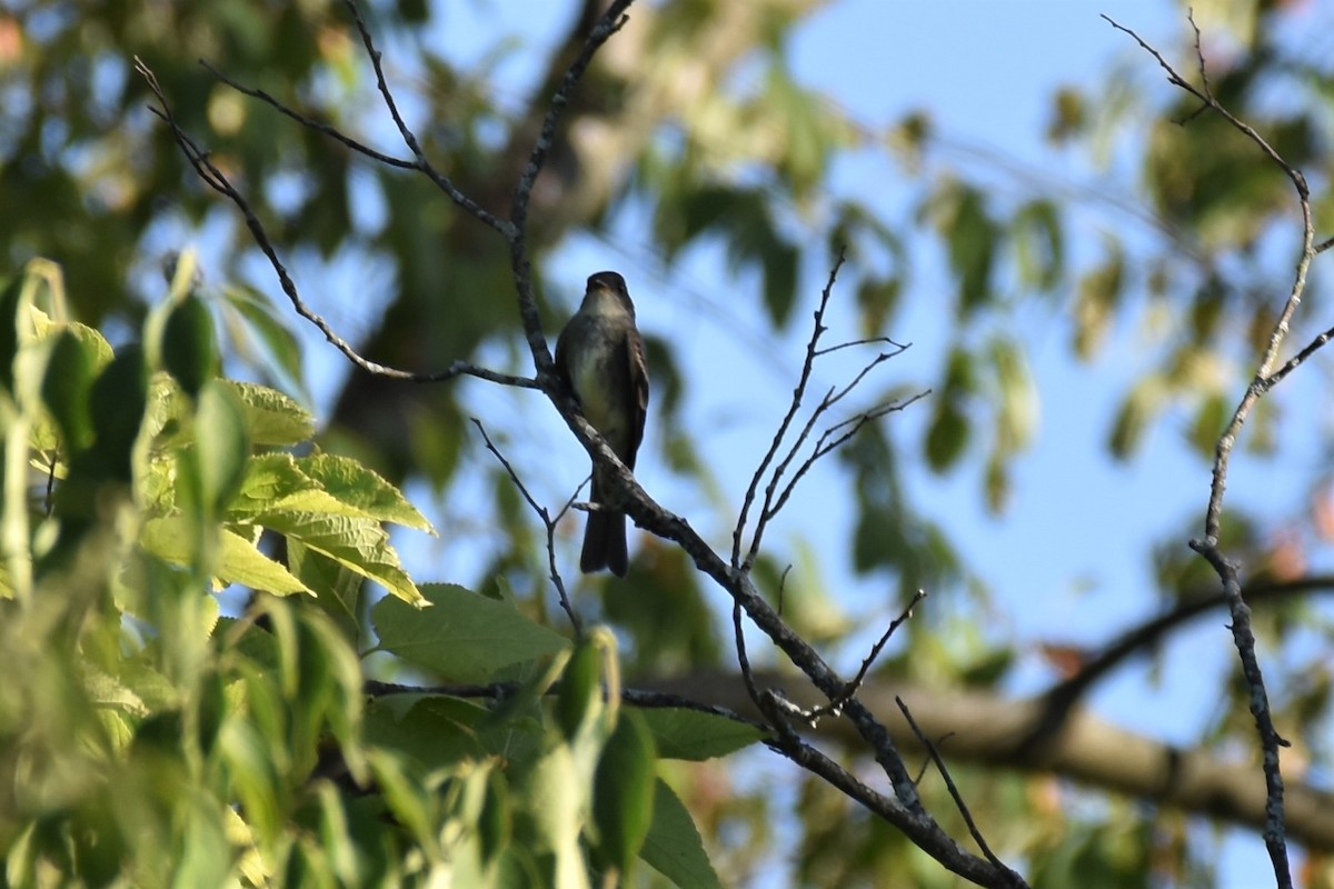 Eastern Wood-Pewee - ML256814091