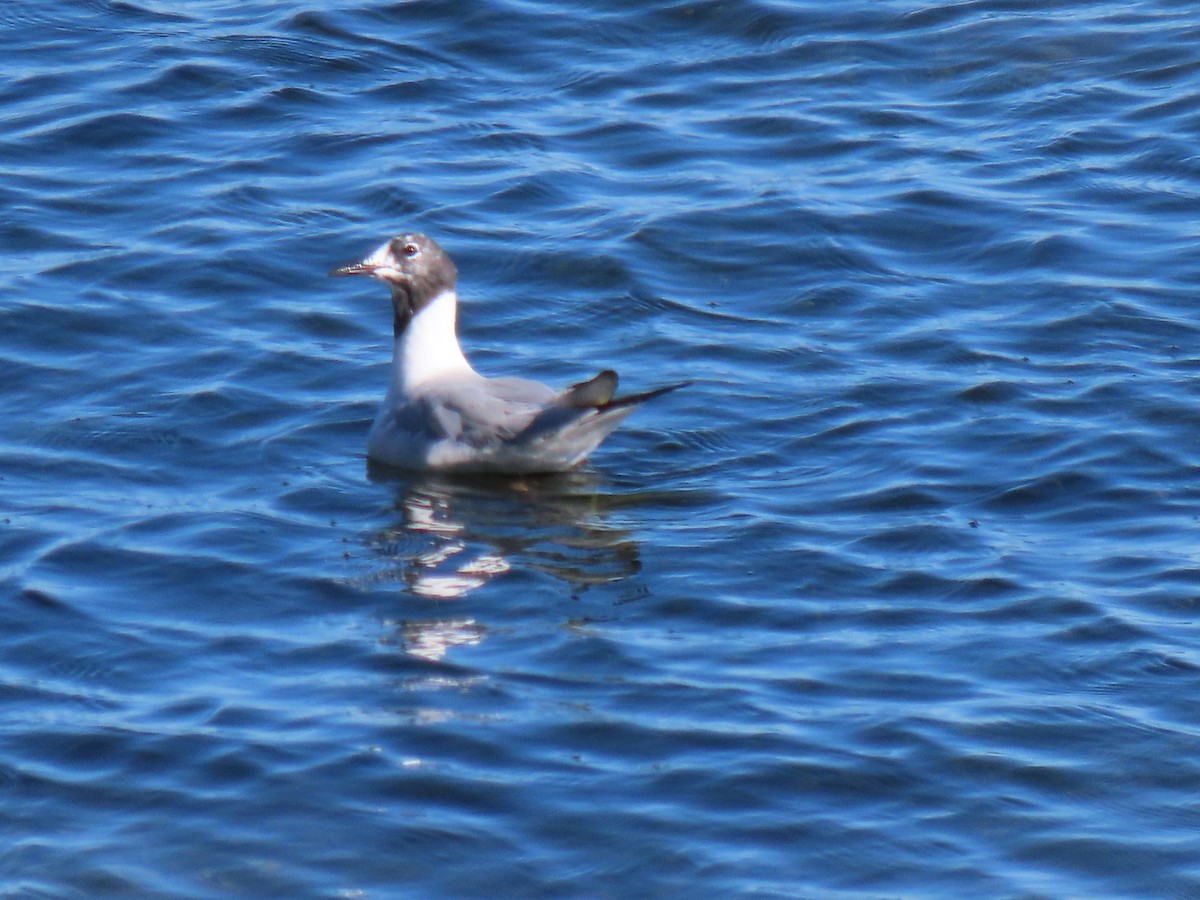 Bonaparte's Gull - Marcel Lamontagne