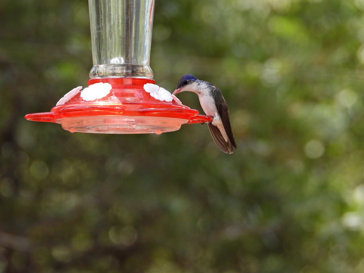 Violet-crowned Hummingbird - Lorrie Lowrie