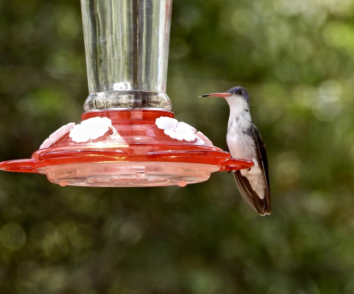 Violet-crowned Hummingbird - ML256817221