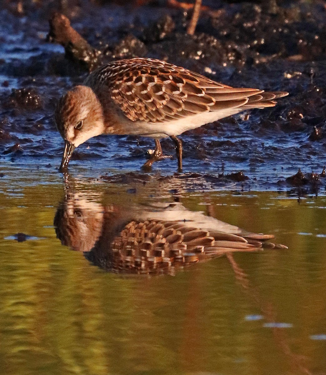 sandsnipe - ML256818161