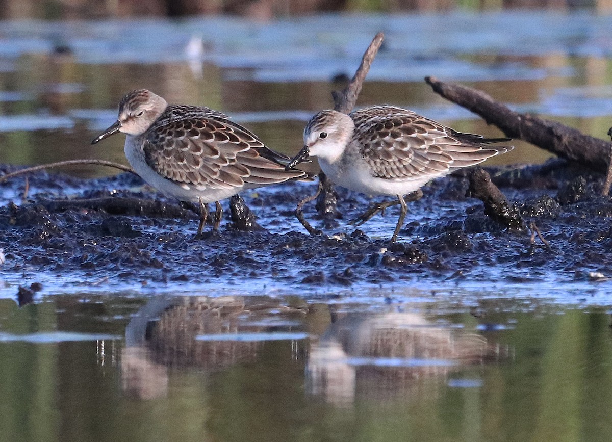 sandsnipe - ML256818171
