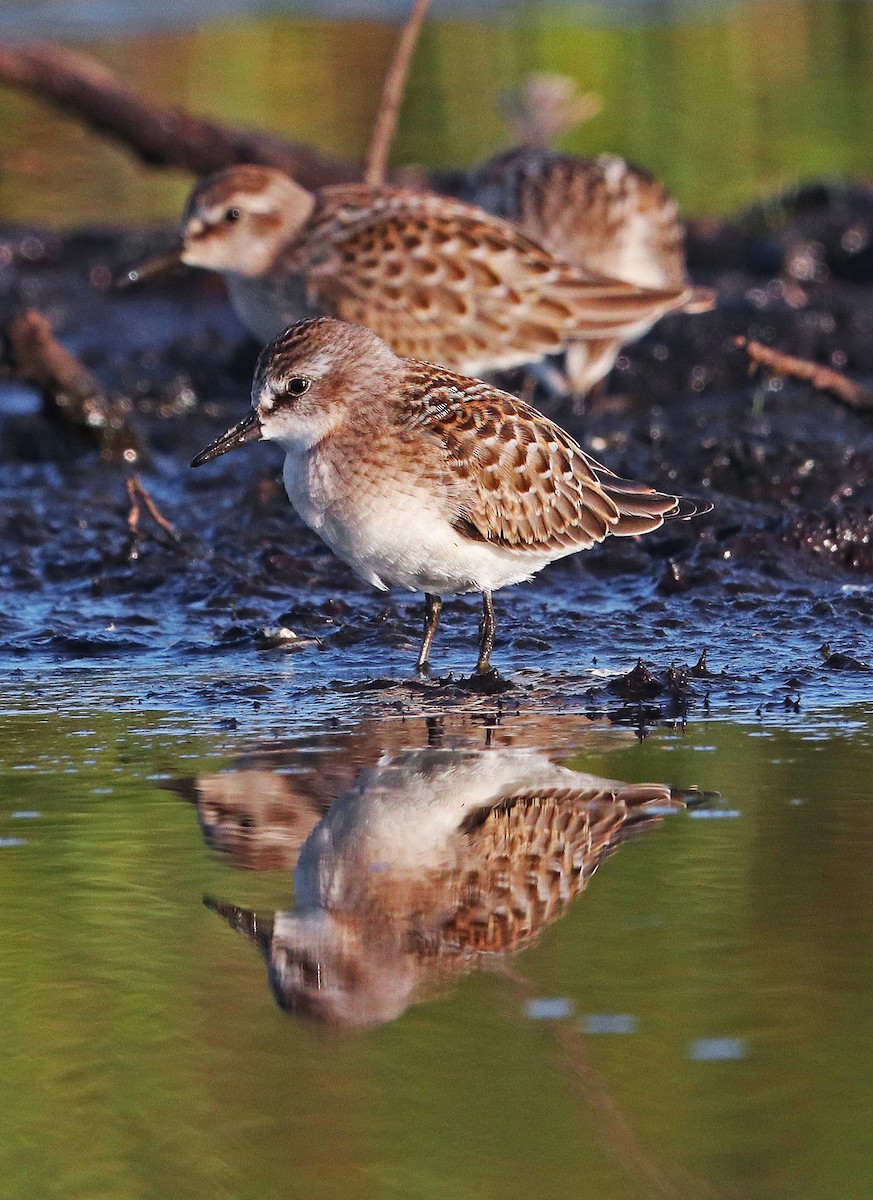 sandsnipe - ML256818181