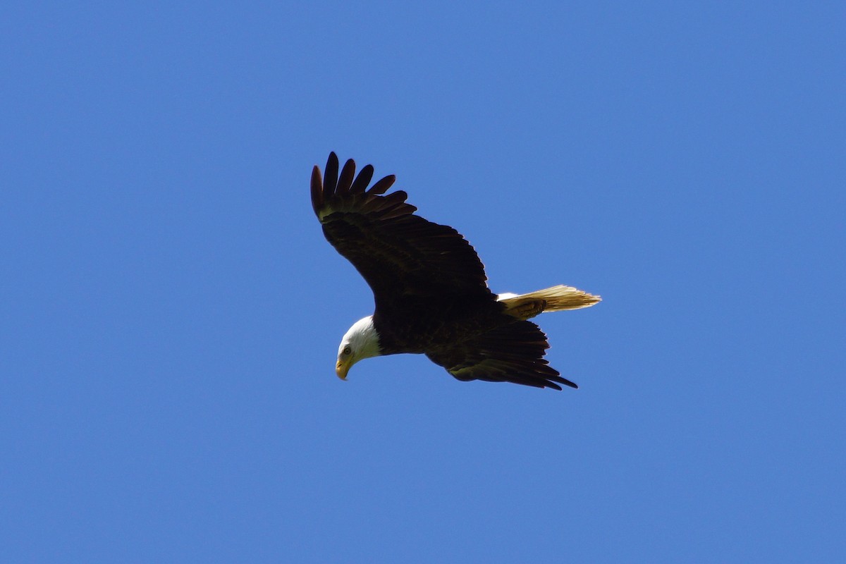 Bald Eagle - Chad Kennedy