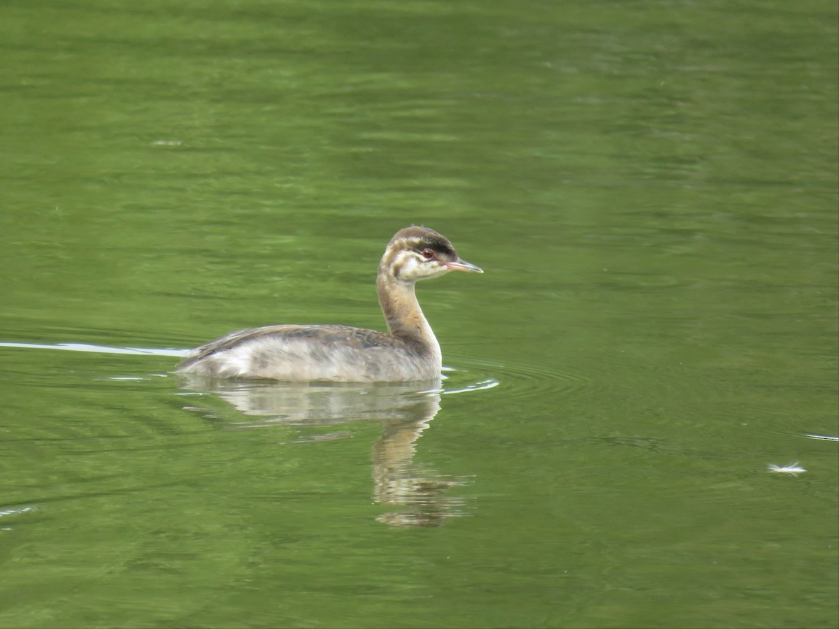 Horned Grebe - David R. Scott