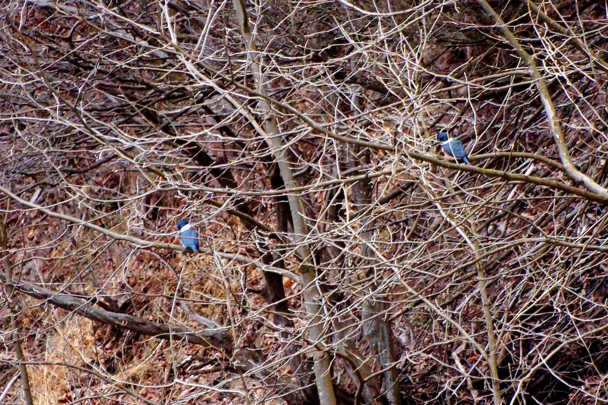 Belted Kingfisher - ML256819981