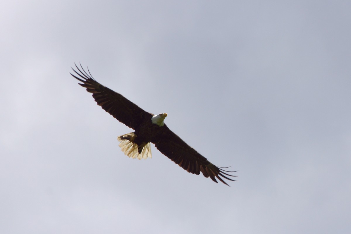 Weißkopf-Seeadler - ML256820591