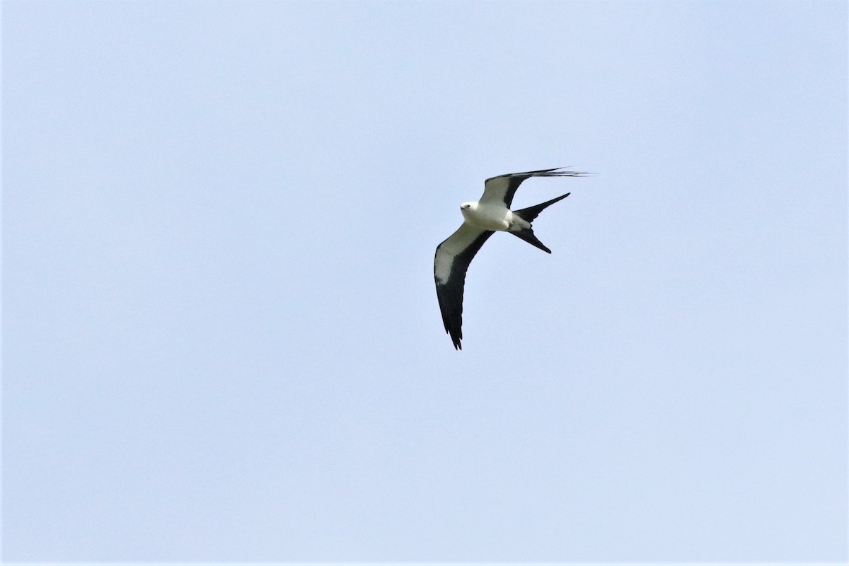 Swallow-tailed Kite - ML256821191