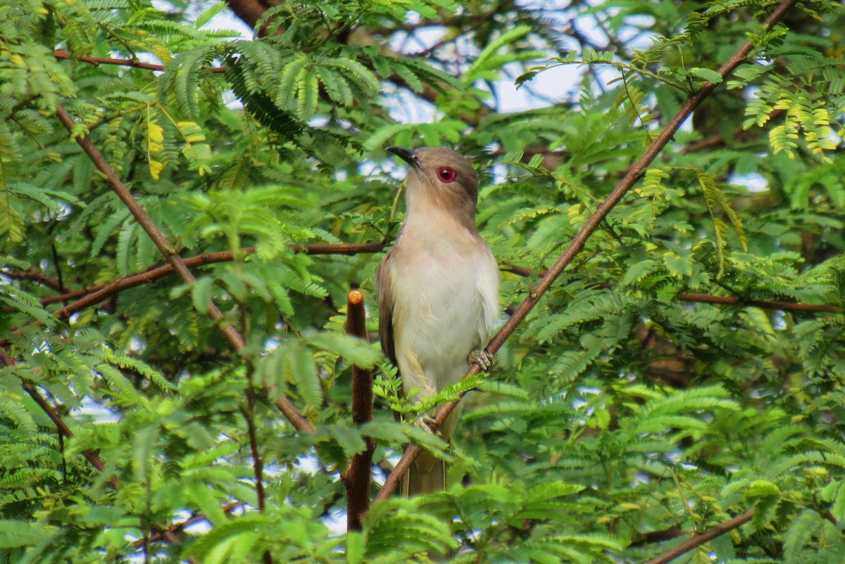 Ash-colored Cuckoo - ML256822861