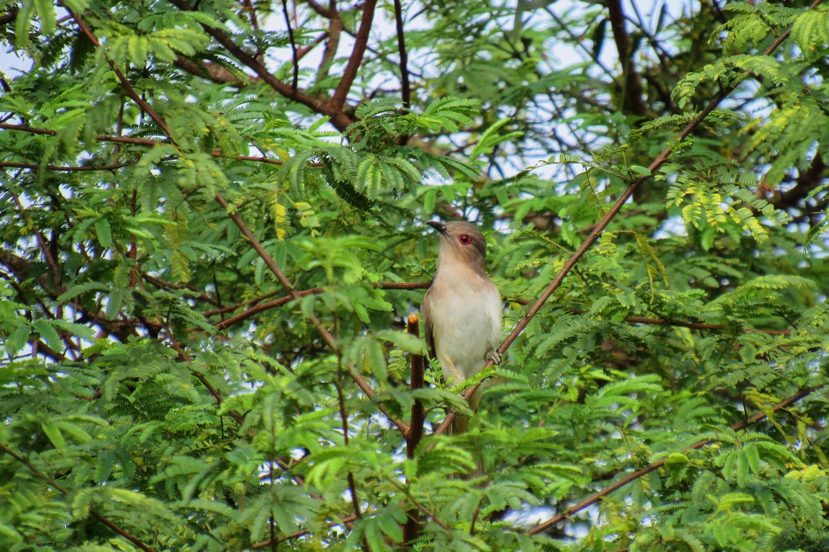 Ash-colored Cuckoo - ML256823041