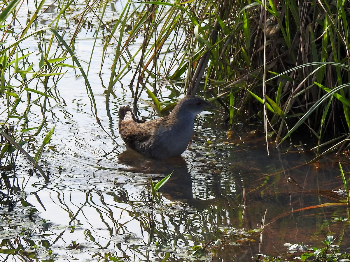 Ash-throated Crake - Ian Thompson