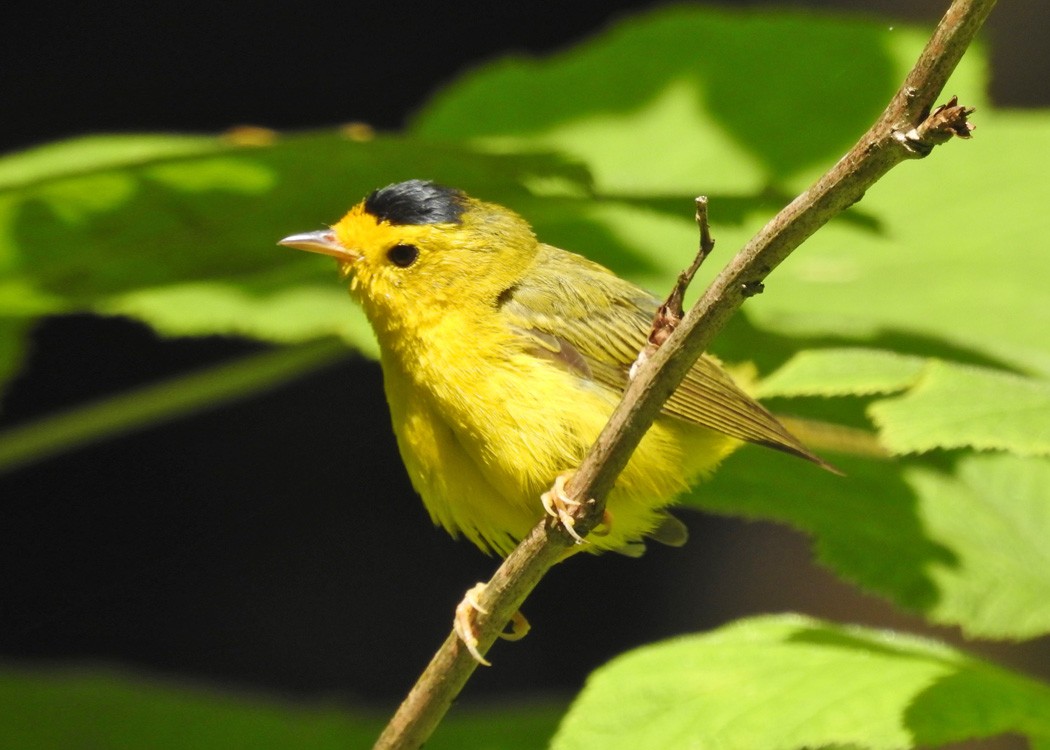 Wilson's Warbler - ML256823431