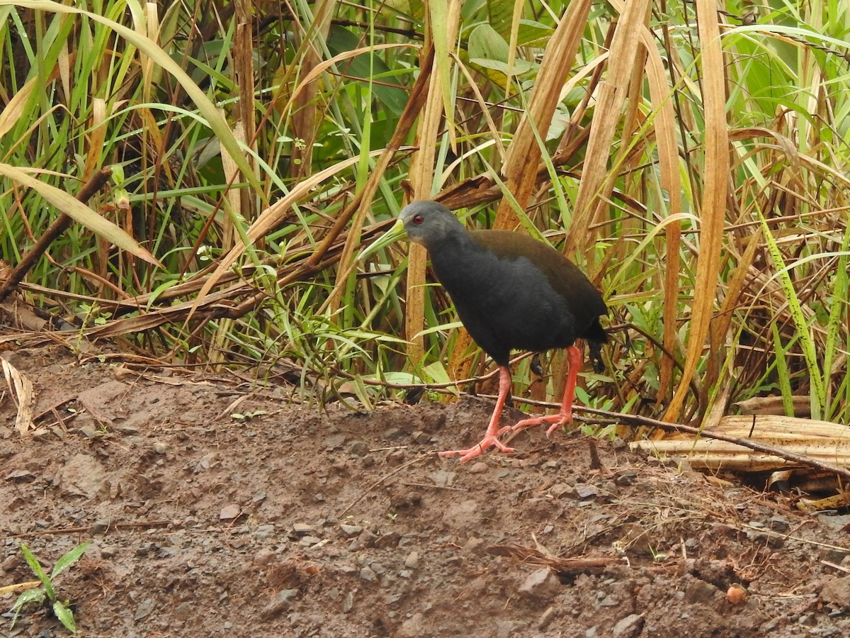 Blackish Rail - ML256824721