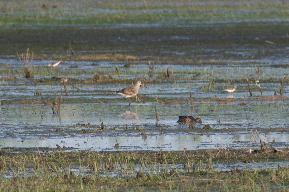 Hudsonian Godwit - ML256825231