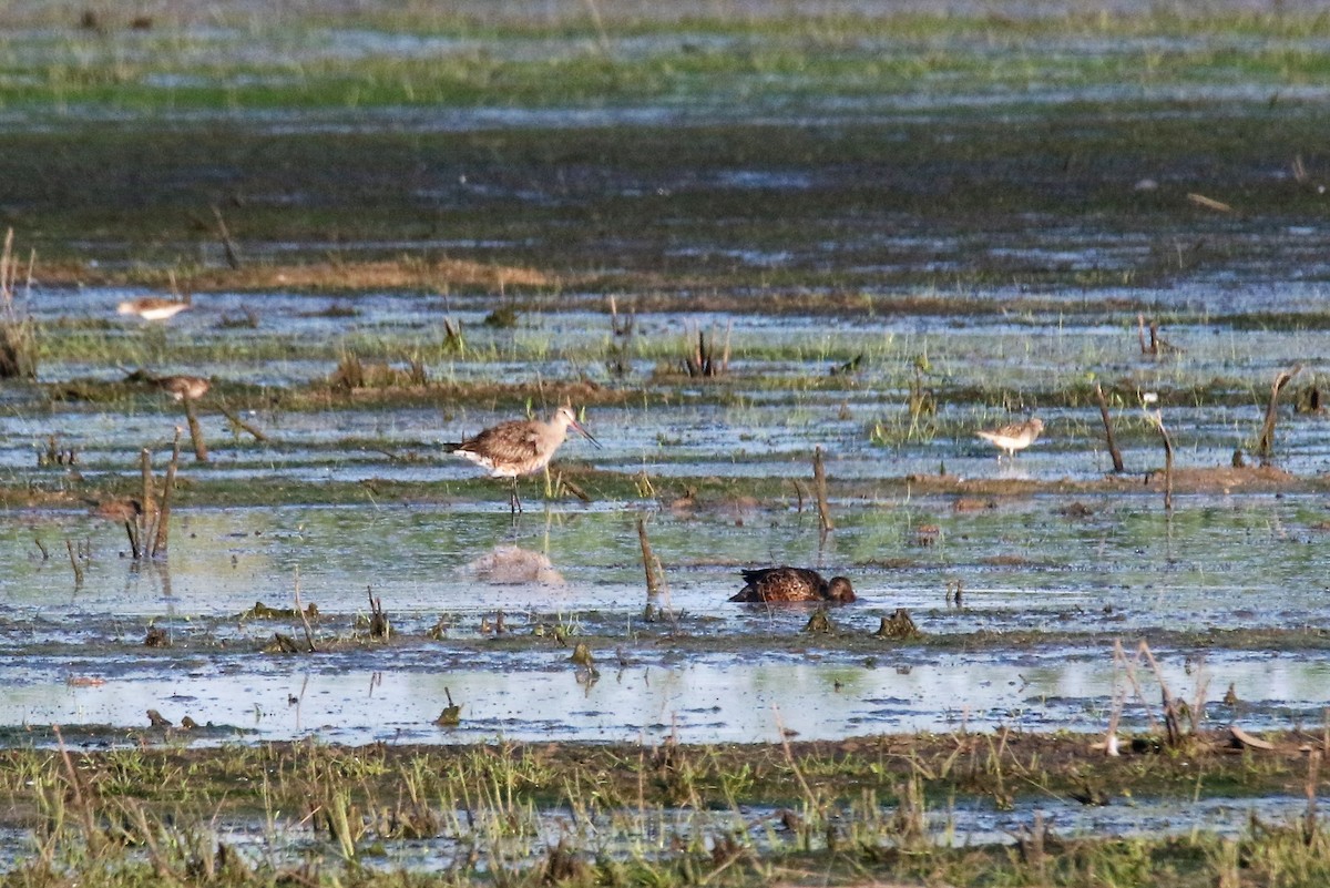 Hudsonian Godwit - ML256825251