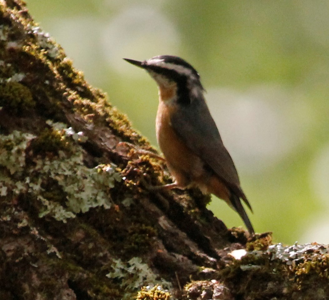 Red-breasted Nuthatch - ML256826101
