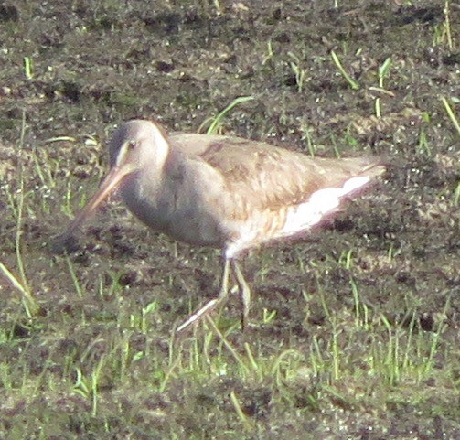 Hudsonian Godwit - ML256826121