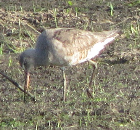 Hudsonian Godwit - ML256826131