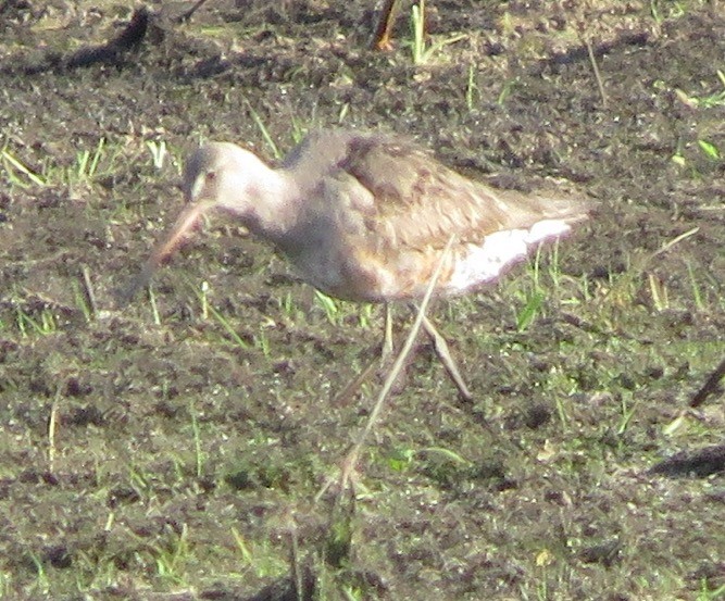 Hudsonian Godwit - ML256826141