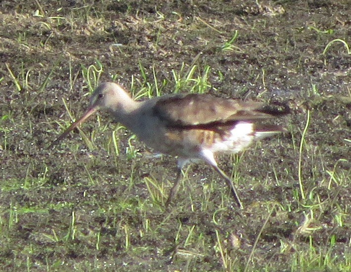 Hudsonian Godwit - ML256826151