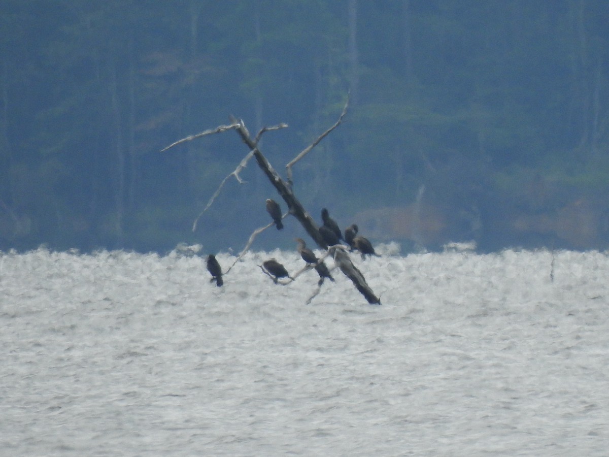 Double-crested Cormorant - ML256827271