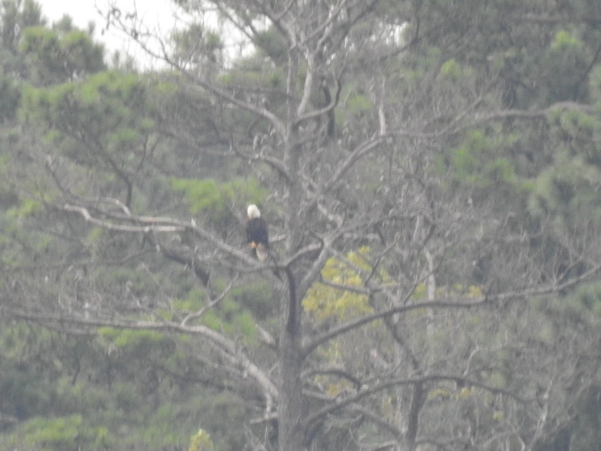 Bald Eagle - ML256827631
