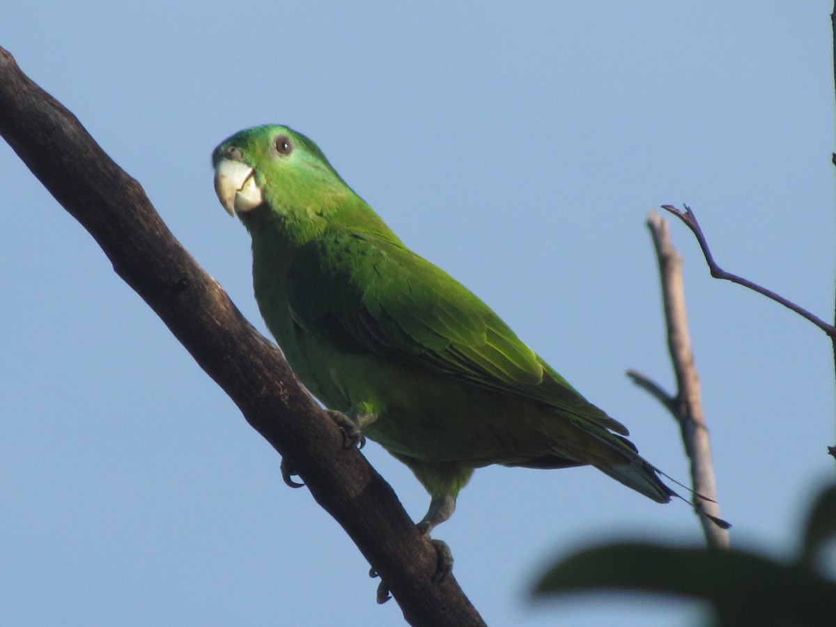 Blue-headed Racquet-tail - Linda Gocon