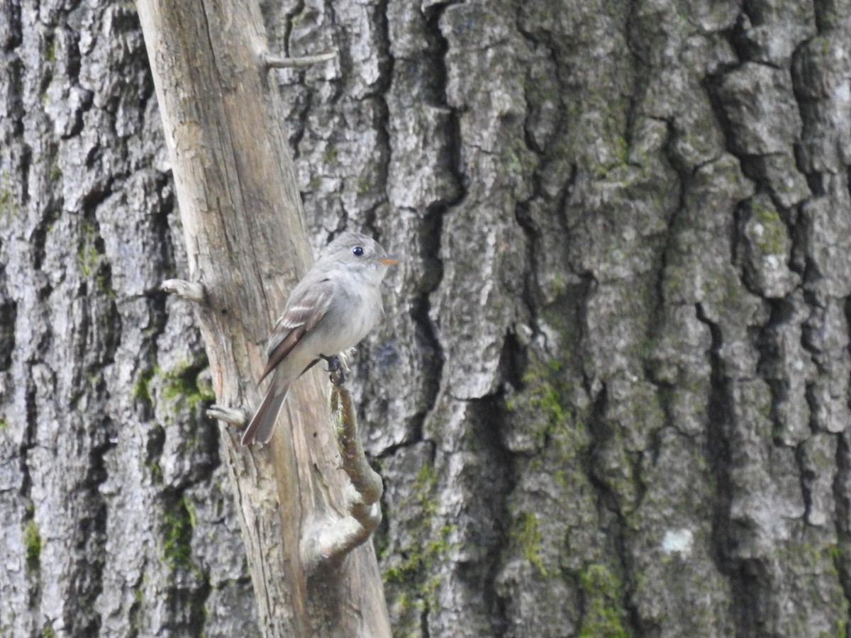 Eastern Wood-Pewee - Nan Dewire