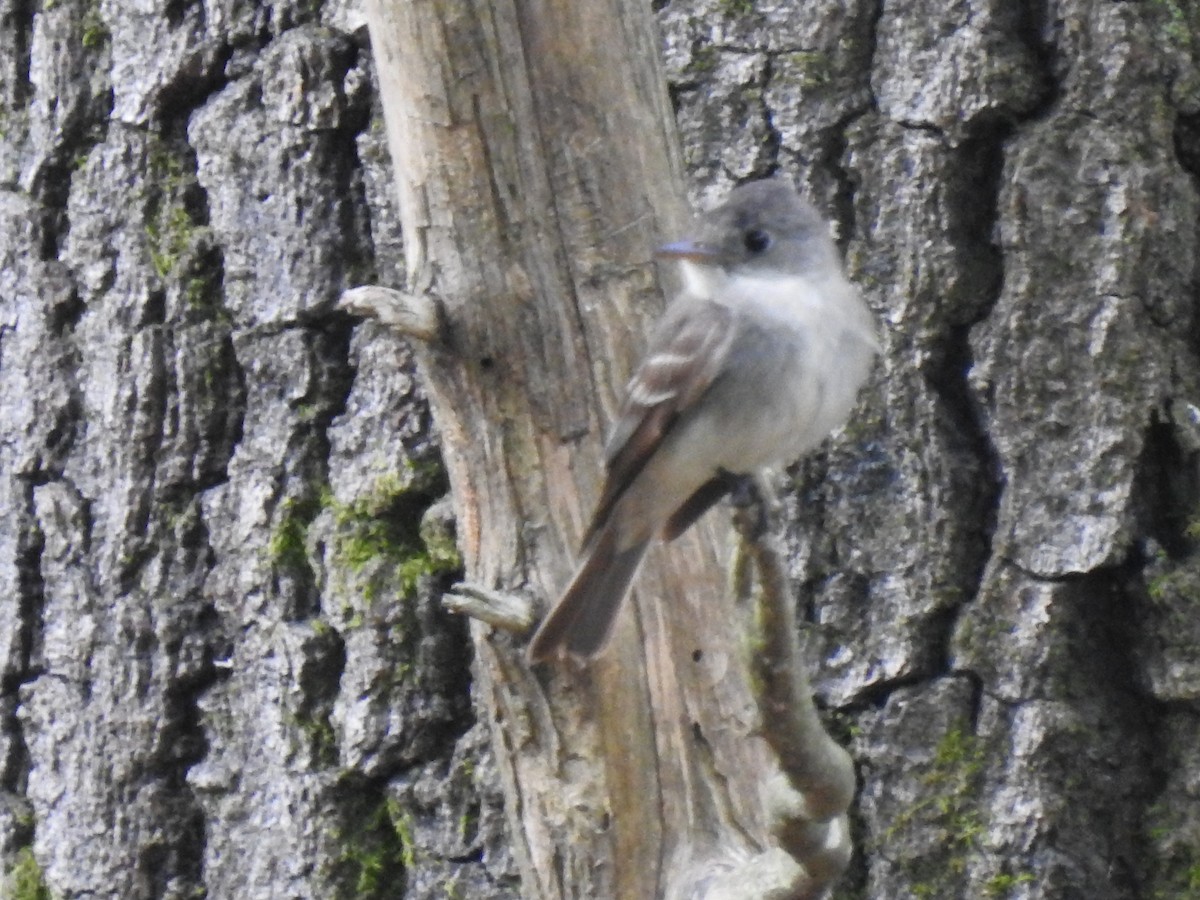 Eastern Wood-Pewee - ML256827801