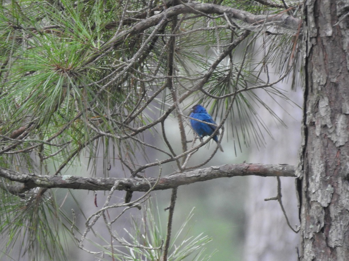 Indigo Bunting - ML256827911