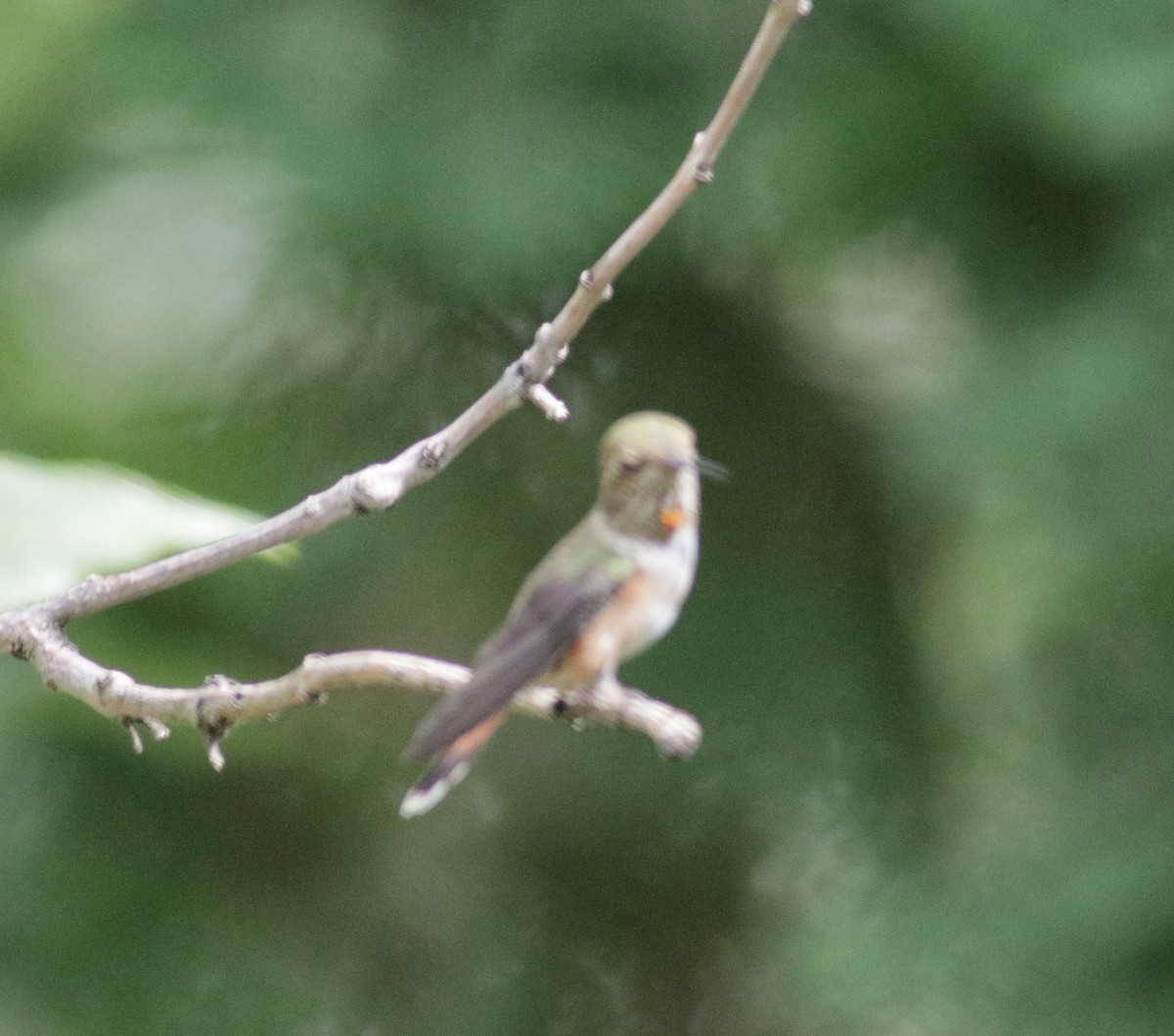 Rufous Hummingbird - ML256828851