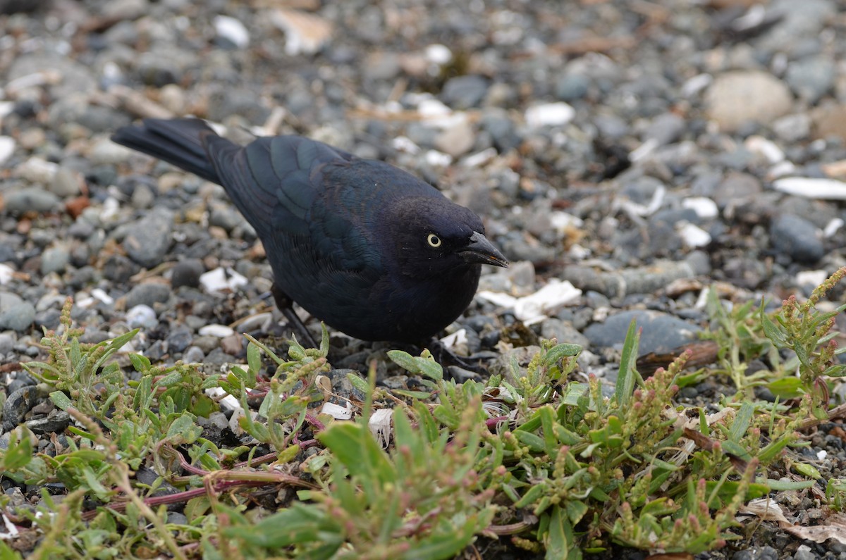 Brewer's Blackbird - Andrew Jacobs