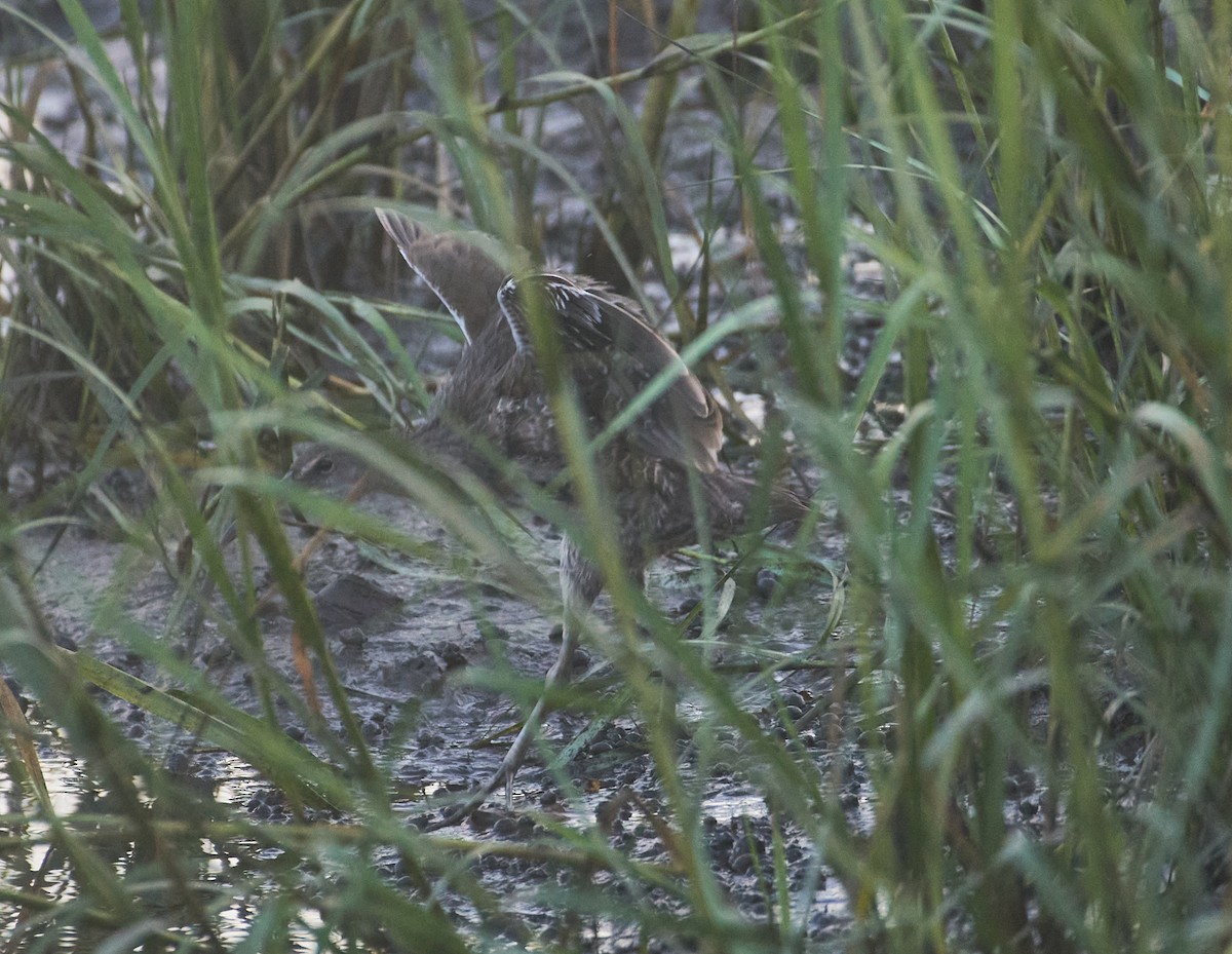 Clapper Rail - ML256830531