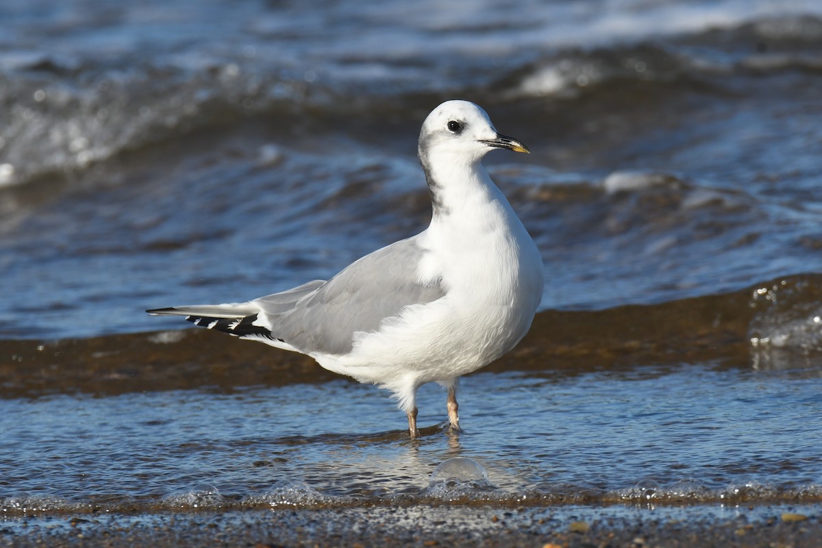 Sabine's Gull - Ted Bradford