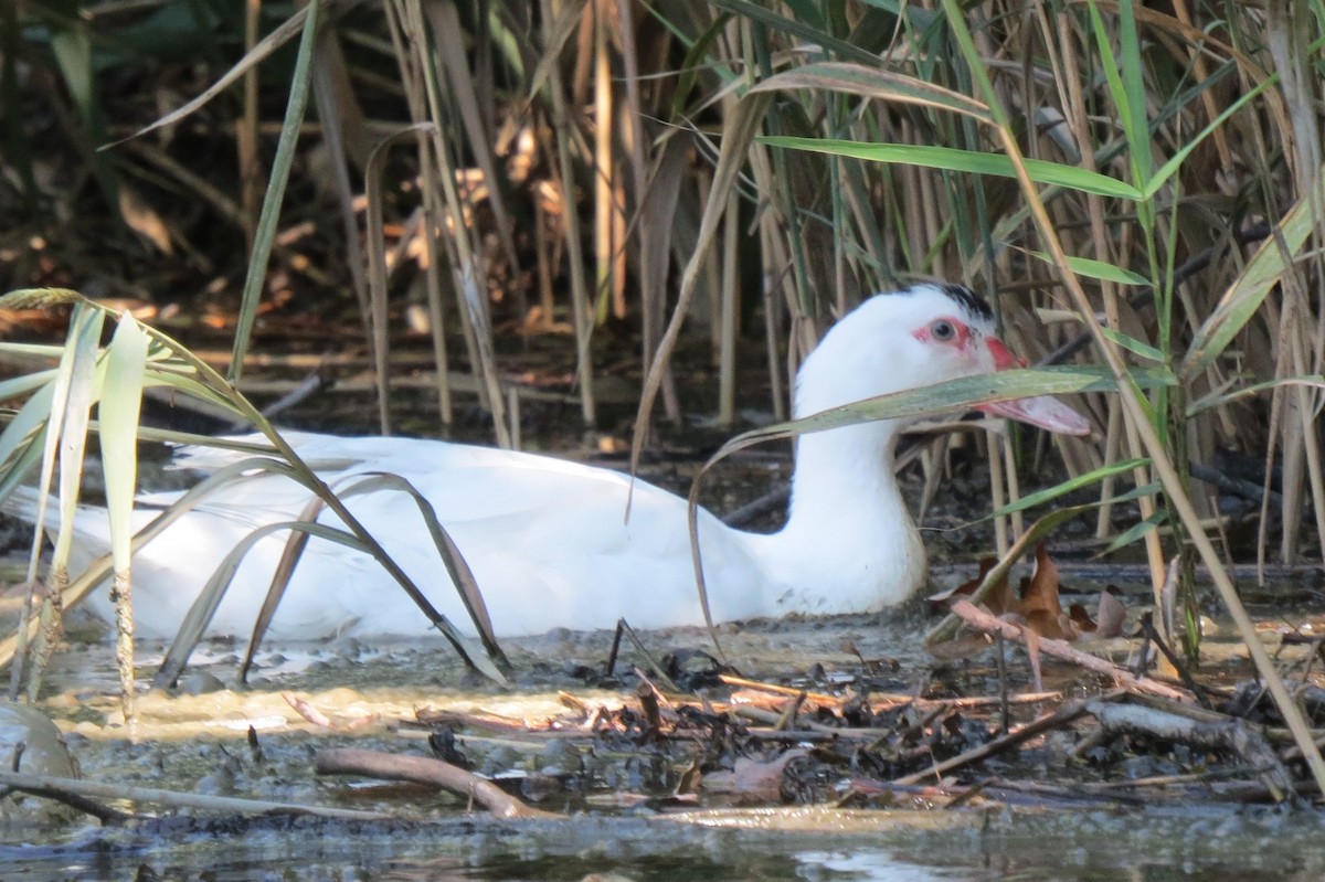 Muscovy Duck (Domestic type) - ML256836631