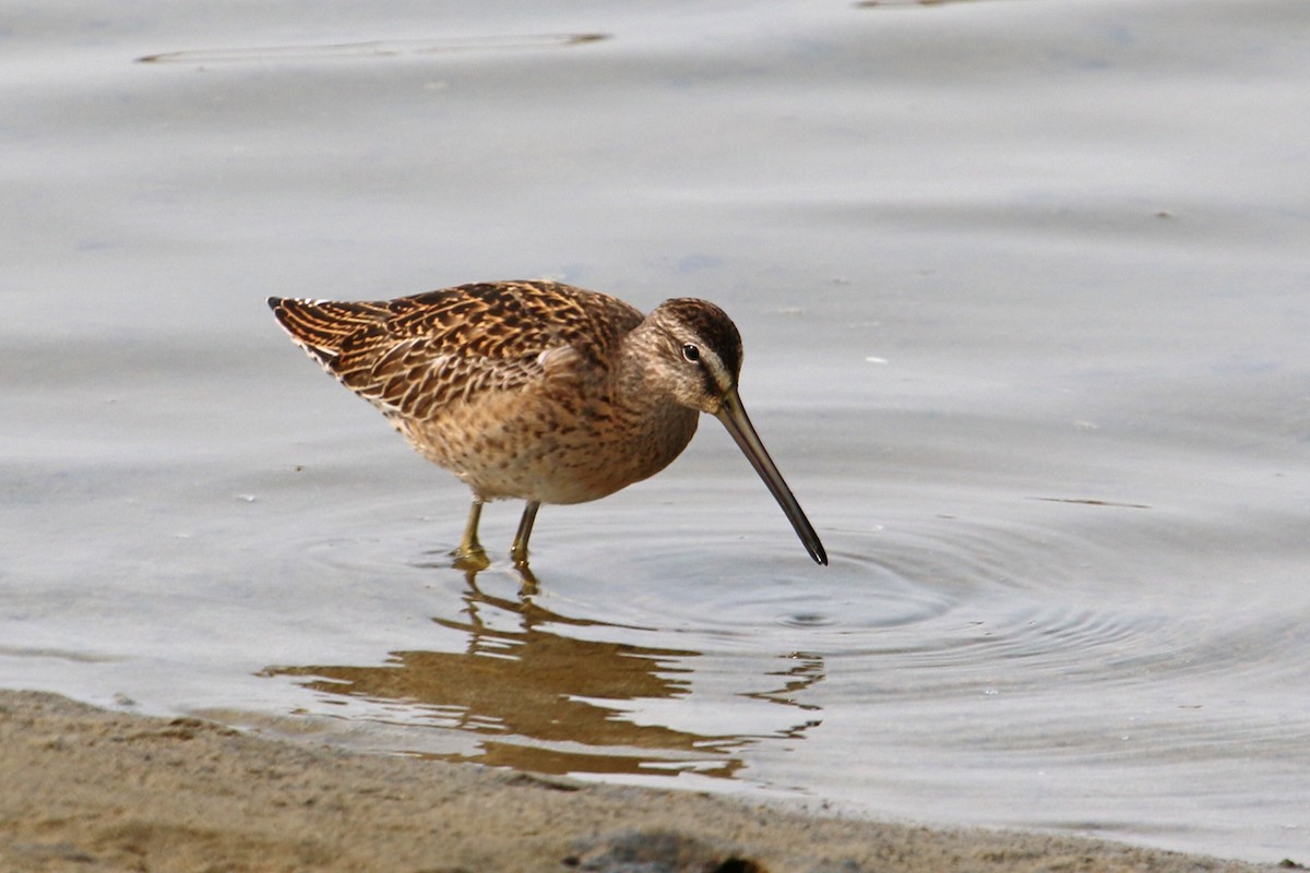 Short-billed Dowitcher - ML256837351