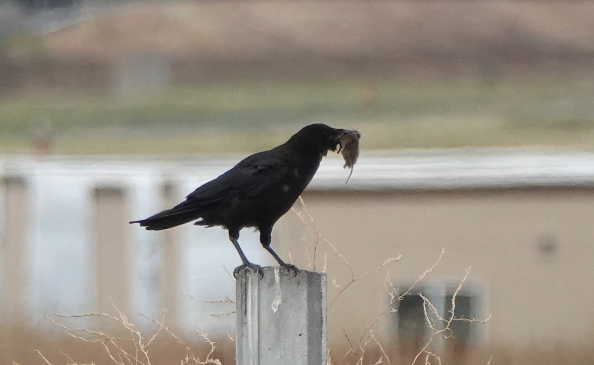 American Crow - ML256838821