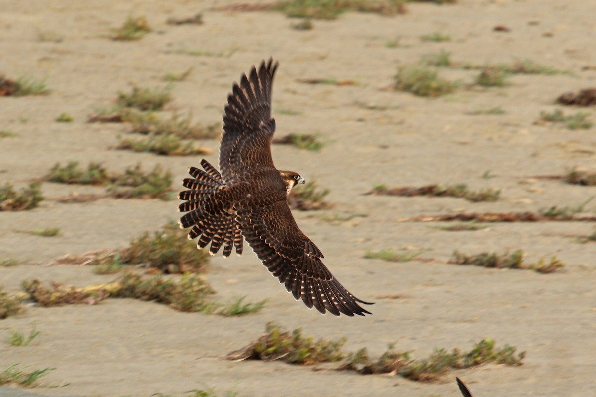 Peregrine Falcon - ML256839531